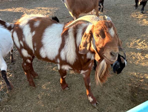 Boar Goats 1