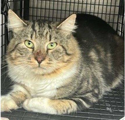 Big Guy Needs a Barn Home 1