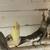 COCKATIEL COCKATIELS cinnamon BABY PIED LUTINO  pearl GRAY BIRD BIRDS 10 thumbnail