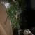 Fake tree 1 thumbnail