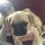 Chug Puppies Chihuahua/Pug Mix 6 thumbnail