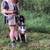 Dog training 15 thumbnail