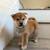 Shiba Inu puppies 3 thumbnail