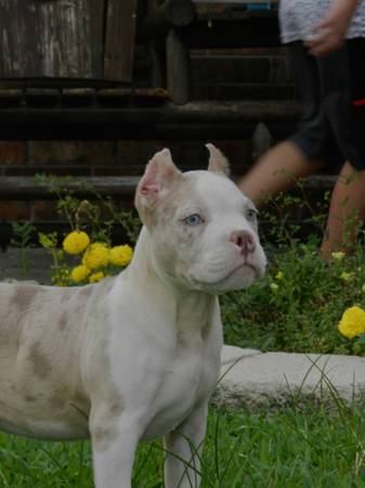 Merle male Pocket (Humble)63859315544833120