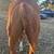 Gelding 2 thumbnail