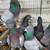 Pigeons and Rabbits 3 thumbnail