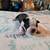 Boston Terrier Puppies 14 thumbnail