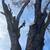 Tree service 2 thumbnail