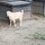 8 weeks old goats 8 thumbnail