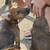 Dogs for adoption 7 thumbnail