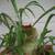 PLANT-LARGE STAG FERN IN CLAY POT 4 thumbnail