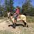 11yo Big, Stout Buttermilk Buckskin Gelding 5 thumbnail