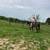 Horse 4 thumbnail