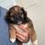 Shihpoo puppy 1 thumbnail