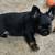 French Bull Dog PUPPY'S 7 thumbnail