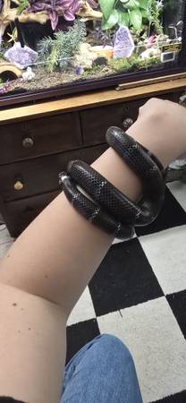 Black Milk Snake + Enclosure (Olympia)64293517858049121