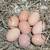 Laying Hens 9 thumbnail