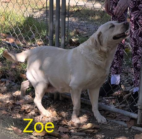 Akc lab dogs (McDermott)64310805345795122