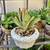 Plants-$5 each 11 thumbnail