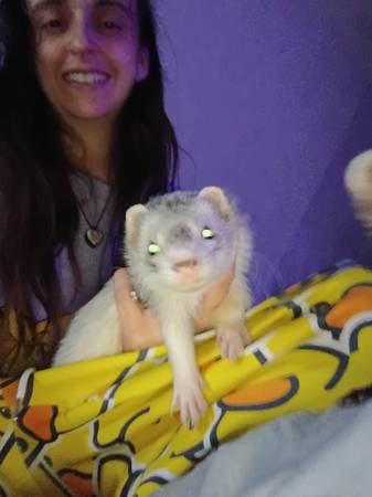 Ferrets (Beechview)63624458104195123