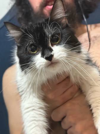 Three fuzzy black and white awesome cats (Washington)63882391570561120