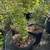 Dwarf Oriental Arborvitae trees 1 thumbnail