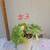 Assorted  plants/succulents/aloe vera/jade 11 thumbnail