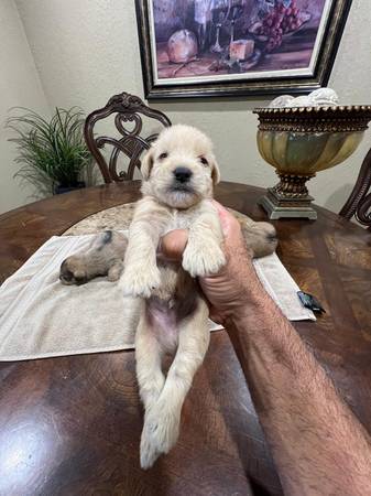 mini schnauzer yorkie mix63685532979587120
