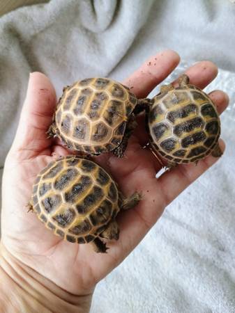 Crías de tortuga rusa63860183672451120