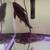 9” Irwini Catfish for sale (Megalodoras uranoscopus) 7 thumbnail