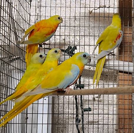 Turquosine parakeets 1