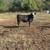 Bred Heifers for Sale 3 thumbnail