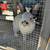 $20 rabbit and guinea pig adoption 7 thumbnail