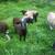 Available Soon-Five Katahdin/Dorper cross Commercial Ram Lambs 2 thumbnail