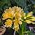 Clivia 2 thumbnail