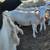 Dorper/Katahdin Ram 4 thumbnail