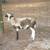 Painted Desert Ram for Sale 2 thumbnail