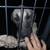 Great dane female 1 thumbnail