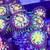 JF Stargazer Zoa Coral Frag 1 thumbnail