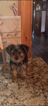Akc yorkie puppies (Modesto)63654744407683122