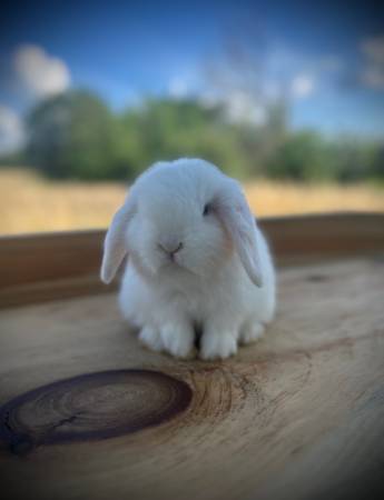 Blue Eyed White Holland Lop Bunny Rabbit- Bunnies-Lops - $150 (Durand)63471093507969123