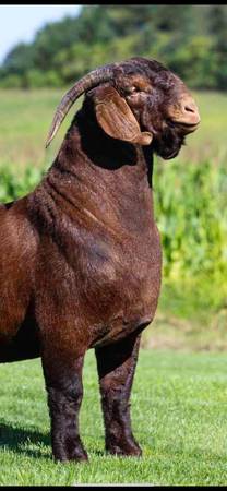 Looking for goats (Males) 1