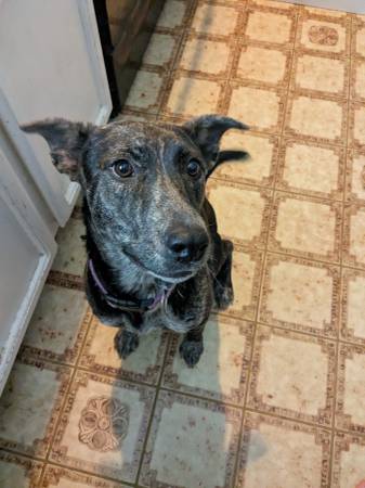 Shepherd pitbull mix (Phoenix)63905906498179120