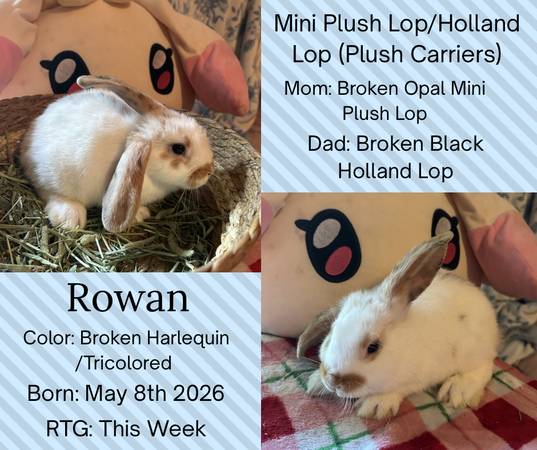 Mini Plush Lop/Holland Lop, Lionlop/Holland, and Mini Rex Rabbits 1