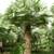 Carnauba Wax Palms ///// COPERNICIA prunifera 2 thumbnail