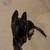German shepherd / Belgian Malinois for sale or trade 3 thumbnail
