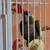 Green Cheek Conures 9 thumbnail