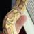 8 month old Ball pythons 6 thumbnail