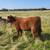 Steers & Heifers 1 thumbnail
