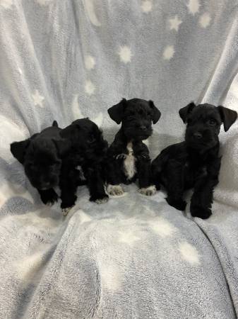 Mini Schnauzers63670591007617121